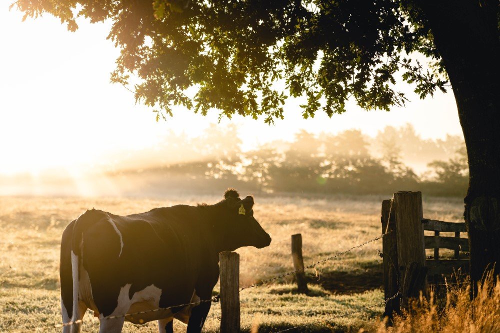 biodynamic vs organic