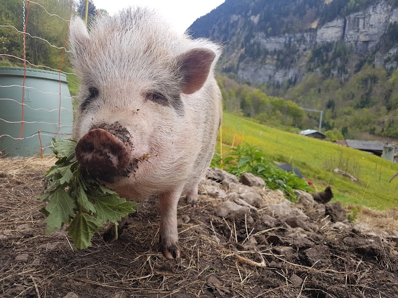 what is biodynamics, pig is field eating nettles