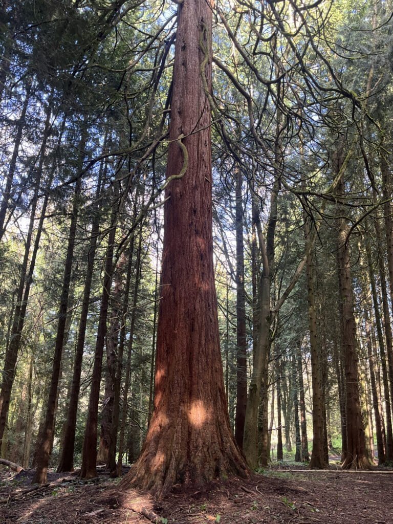Old-growth redwood tree in a lush forest, emphasizing sustainable forestry practices.