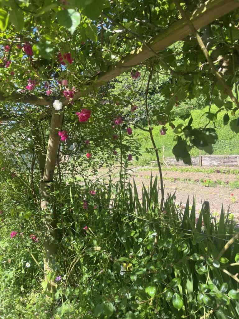 Lush garden with flowering plants and greenery, promoting biodynamic farming practices.