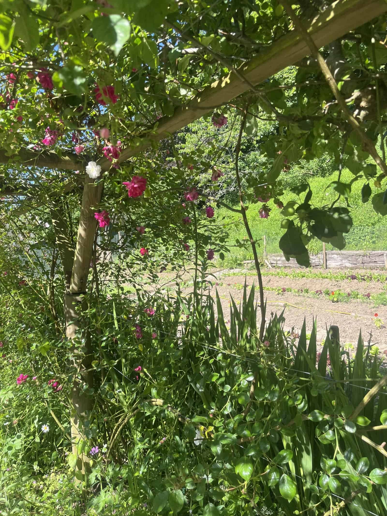 Lush garden with flowering plants and greenery, promoting biodynamic farming practices.
