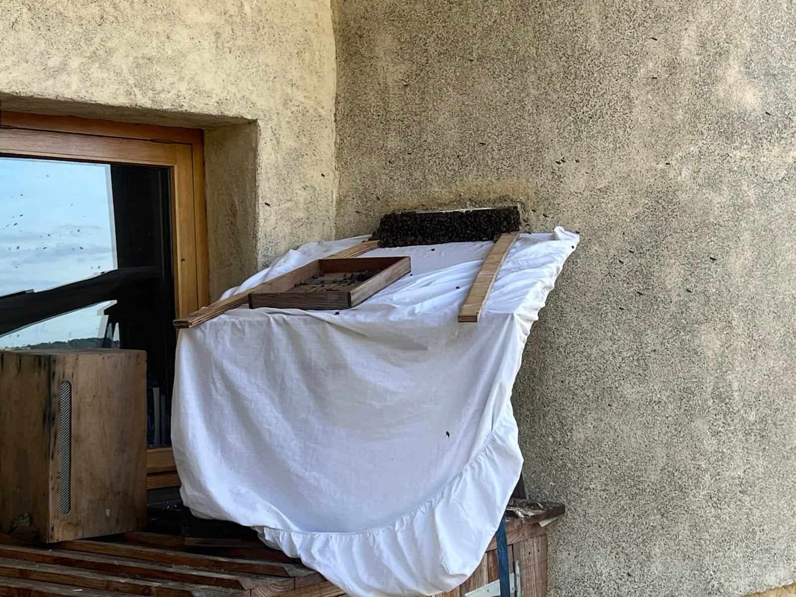 Wildflower honeycomb frame with bees on a white cloth, showcasing biodynamic beekeeping practices.